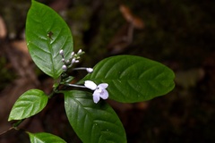 Pseuderanthemum latifolium