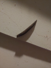 Megapallifera mutabilis