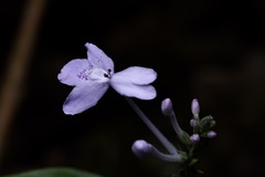 Pseuderanthemum latifolium