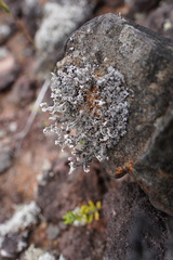 Stereocaulon vulcani