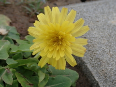 Taraxacum formosanum