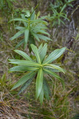 Faujasia salicifolia