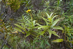 Faujasia salicifolia