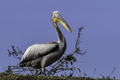 Pelecanus onocrotalus