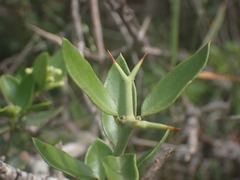 Carissa bispinosa