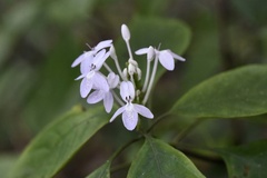Pseuderanthemum latifolium