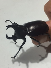 Xylotrupes australicus