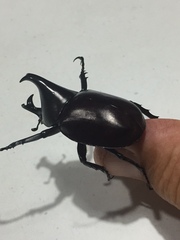 Xylotrupes australicus