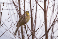 Emberiza citrinella × leucocephalos