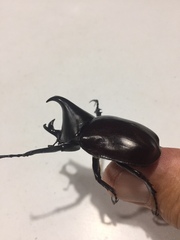 Xylotrupes australicus