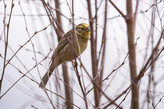 Emberiza citrinella × leucocephalos