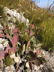 Protea acaulos