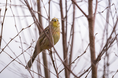 Emberiza citrinella × leucocephalos