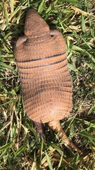 Euphractus sexcinctus