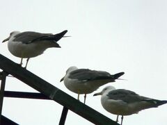 Larus crassirostris