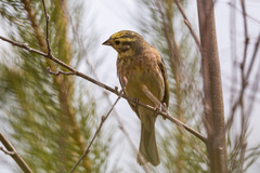 Emberiza citrinella × leucocephalos