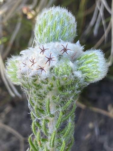Phylica constricta (Phylica constricta)