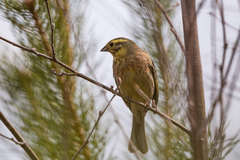 Emberiza citrinella × leucocephalos
