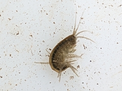 Gammarus pulex