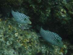 Canthigaster jactator