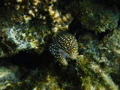 Gymnothorax meleagris