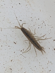 Gammarus pulex