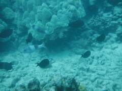 Parupeneus insularis