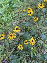 Arctotheca calendula