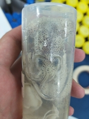 Euprymna