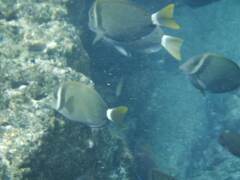 Acanthurus leucopareius