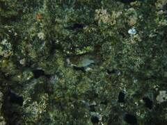 Canthigaster jactator