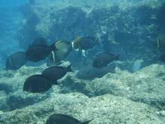 Acanthurus leucopareius