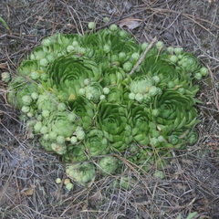 Sempervivum globiferum