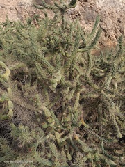 Austrocylindropuntia subulata