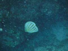 Chaetodon ornatissimus