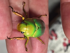 Anoplostethus laetus