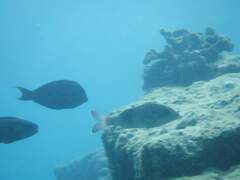 Parupeneus insularis