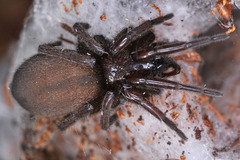 Scotophaeus
