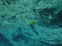 Chaetodon quadrimaculatus