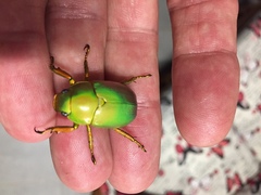 Anoplostethus laetus