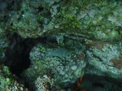 Canthigaster jactator