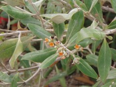 Avicennia marina