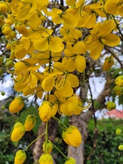 Cassia fistula