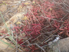 Crassula pubescens
