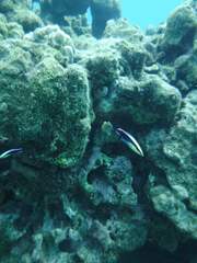 Labroides phthirophagus