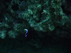 Labroides phthirophagus