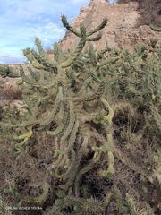 Austrocylindropuntia subulata