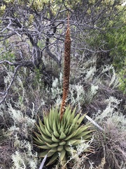 Aloe broomii