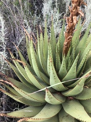 Aloe broomii