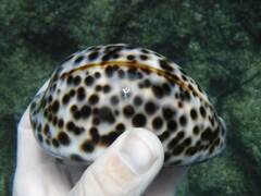 Cypraea tigris